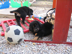 chiot de Sonate  6 semaines